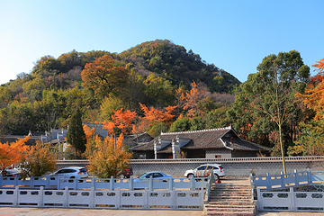 安陆钱冲古银杏生态旅游区第 11 张图片