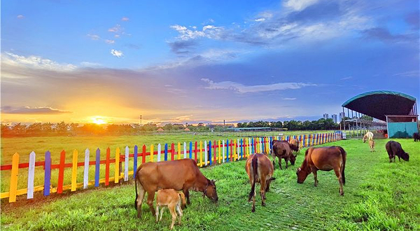 广州世界幸福田园犇牛牧场