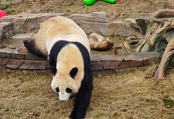 岳阳中华大熊猫苑第 13 张图片