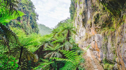 桫椤峡谷景区第 1 张图片