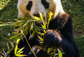 熊猫谷第 28 张图片