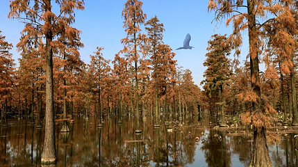涨渡湖水上森林第 1 张图片