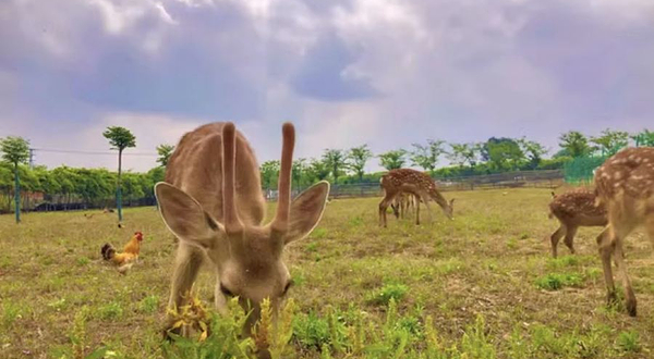 慢城田园牧歌农场