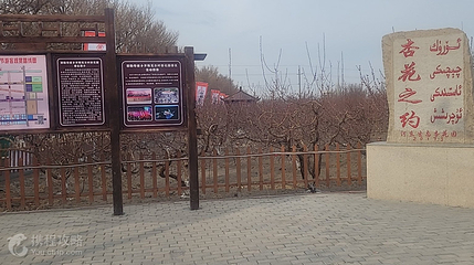 托克逊杏花园第 3 张图片