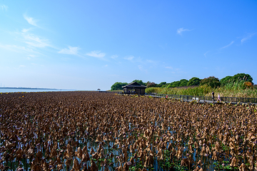 阳澄湖莲花岛第 16 张图片