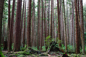 太平洋精神地区公园