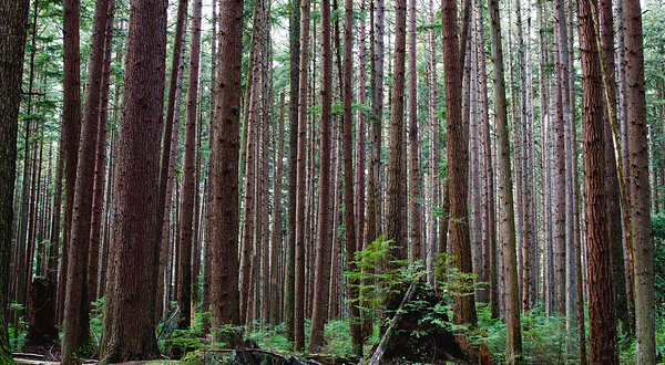 太平洋精神地区公园