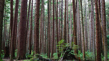 太平洋精神地区公园