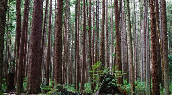 太平洋精神地区公园