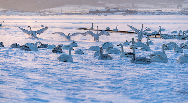 大天鹅国家级自然保护区