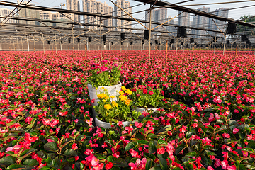 南宁市花卉公园第 5 张图片