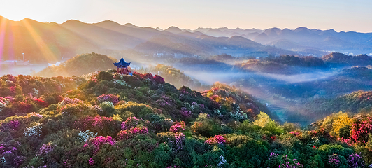 百里杜鹃风景区第 11 张图片