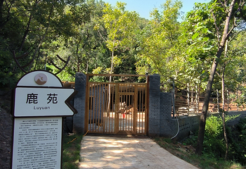 新中镇杨树沟风景区-鹿山秘境第 3 张图片