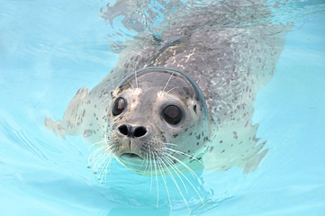 小樽水族馆第 1 张图片
