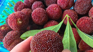 仙居博盛杨梅基地