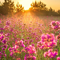 沙河国家湿地公园