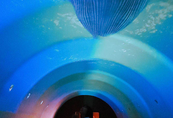 贝壳梦幻世界第 36 张图片