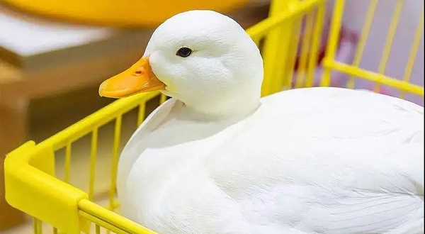 科尔鸭俱乐部旗舰店（亲贤茂业店）