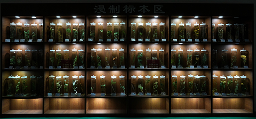 药王谷第 11 张图片