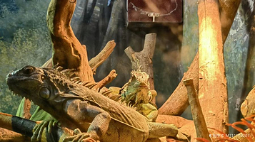 北京野生动物园-爬行动物馆