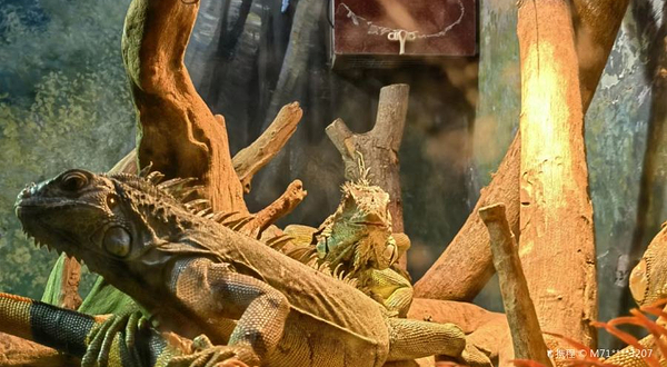 北京野生动物园-爬行动物馆