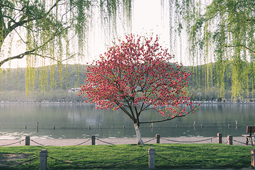 西湖风景名胜区第 467 张图片