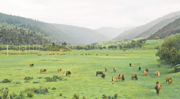 香格里拉大草原