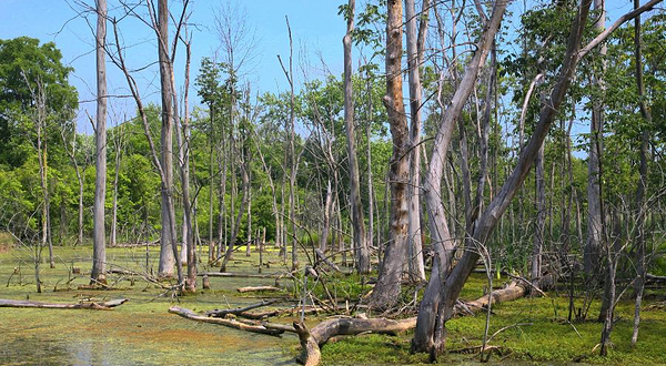 星海半岛湿地公园