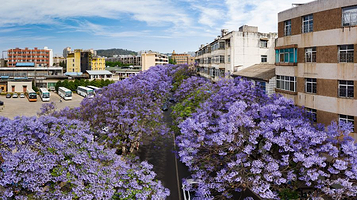 蓝花楹主题公园