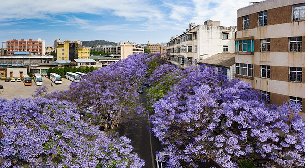 蓝花楹主题公园