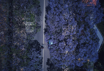 蓝花楹主题公园第 6 张图片