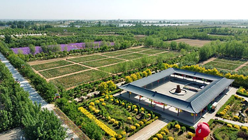 大荔沙苑牡丹观光园