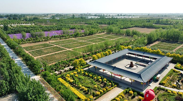 大荔沙苑牡丹观光园