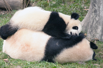 阆中熊猫乐园第 25 张图片