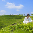 云峰山万亩茶园景区