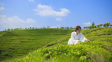 云峰山万亩茶园景区