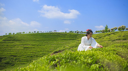 云峰山万亩茶园景区第 1 张图片