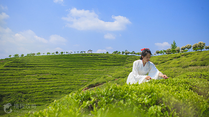 云峰山万亩茶园景区第 10 张图片