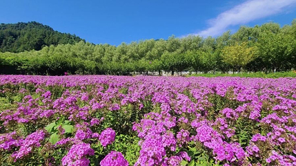 金水湾花海第 1 张图片