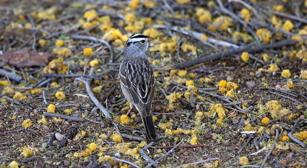 新江湾湿地生态观鸟拍鸟基地