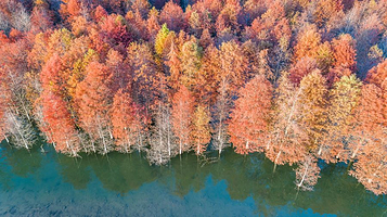 落羽杉湿地公园