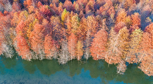 落羽杉湿地公园