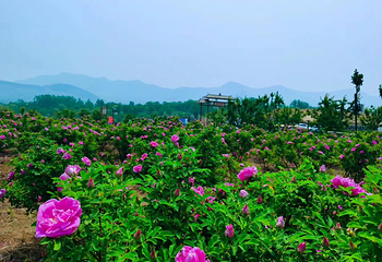 青州杏花村旅游度假区第 13 张图片