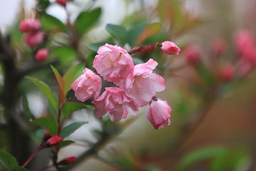 问花村第 46 张图片