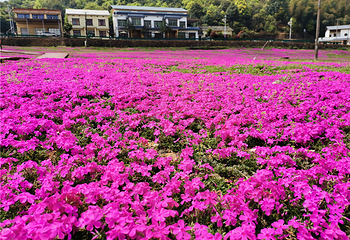 石燕湖芝樱花海第 7 张图片