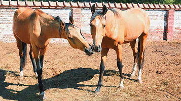 御马苑-汗血马主题公园