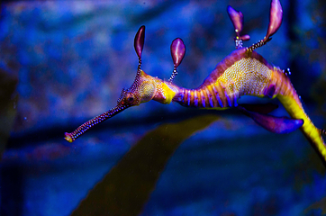 墨尔本水族馆第 16 张图片