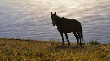 拉市海牧马寨休闲园马场