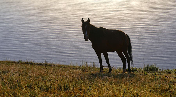 拉市海牧马寨休闲园马场