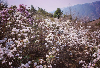 伽峰山风景区第 36 张图片